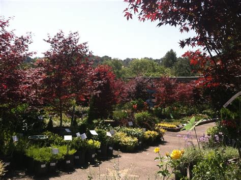 Orchard nursery lafayette ca - You'll find our abundant selection of roses on your right as you drive down the hill into the nursery. Depending on whether you want flowers for cutting, a colorful hedge, a climbing …